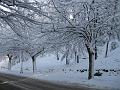 Neve (31)